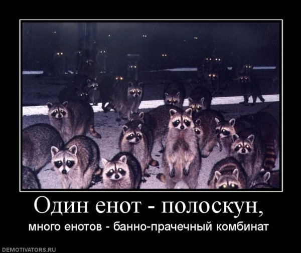 Демотиваторы про енотов