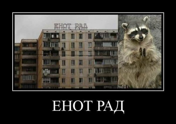 Енот демотиватор