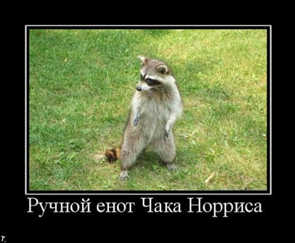 Енот демотиватор