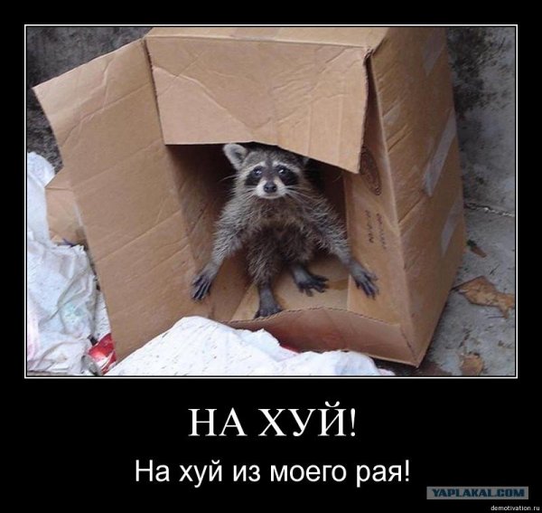 Енот в коробке