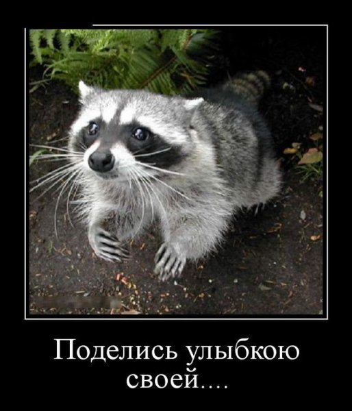 Енот приколы с надписями