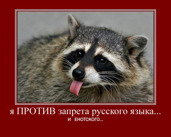 Енот с высунытым языком