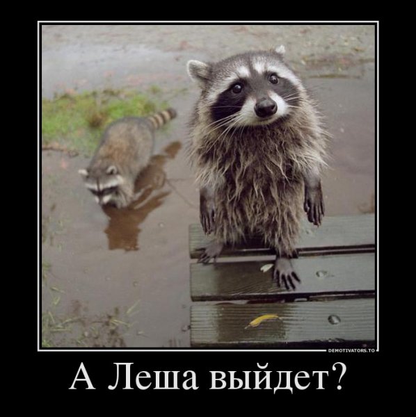 Прикольные надписи с енотом