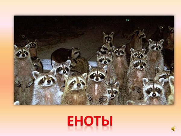 Енот демотиватор