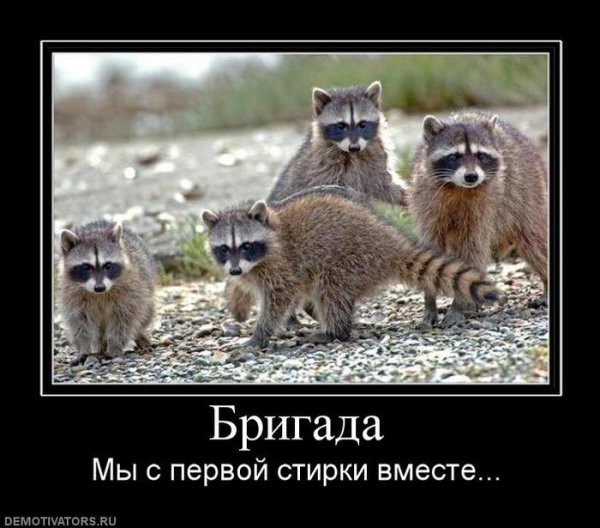 Енот демотиватор