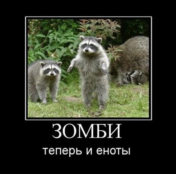 Енот демотиватор