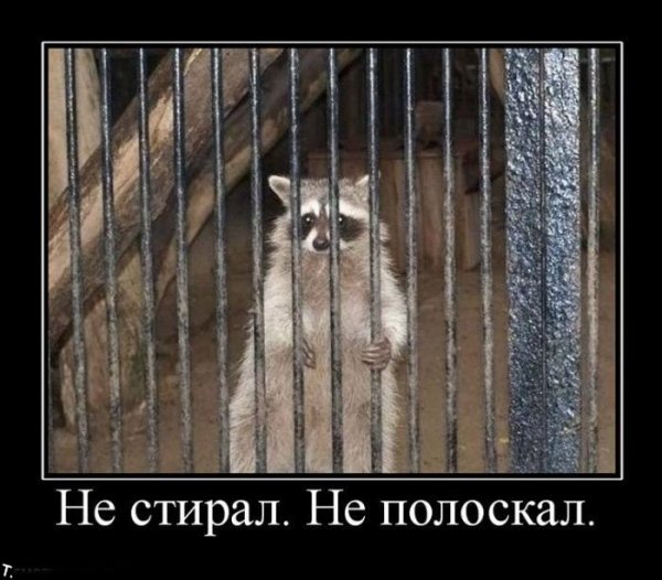 Енот демотиватор