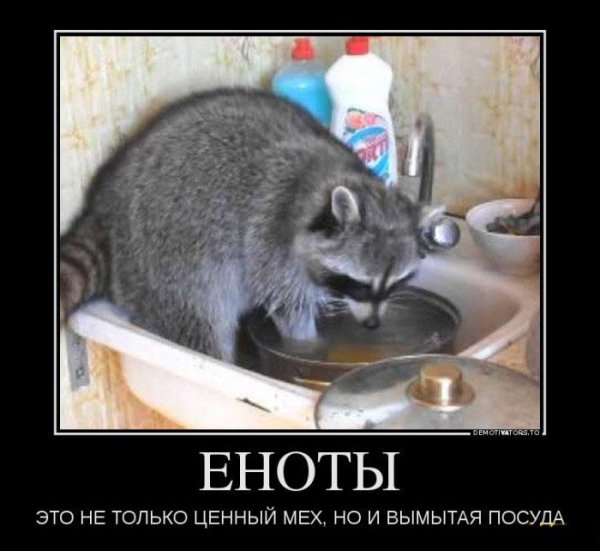 Енот полоскун моет посуду