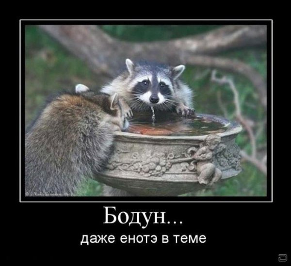 Енот демотиватор