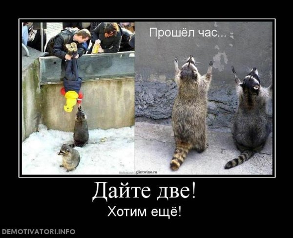 Енот демотиватор