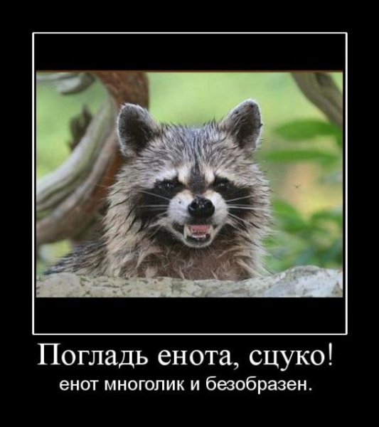 Енот демотиватор