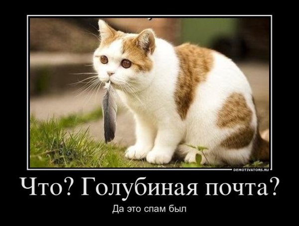 Котики демотиваторы