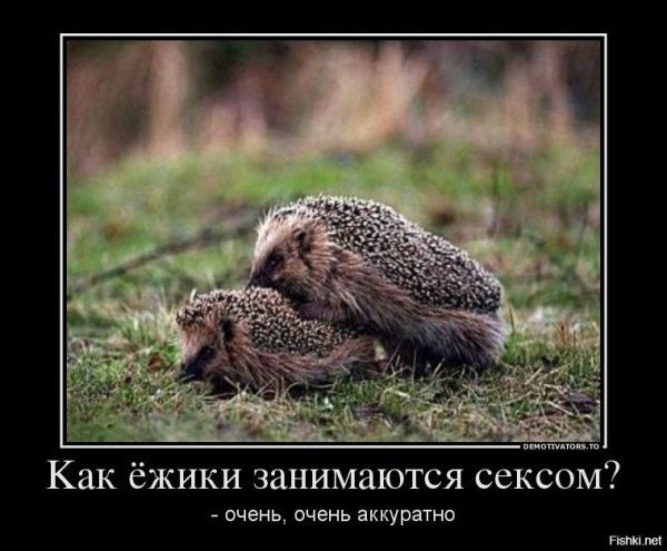 Демотиваторы с ежиками