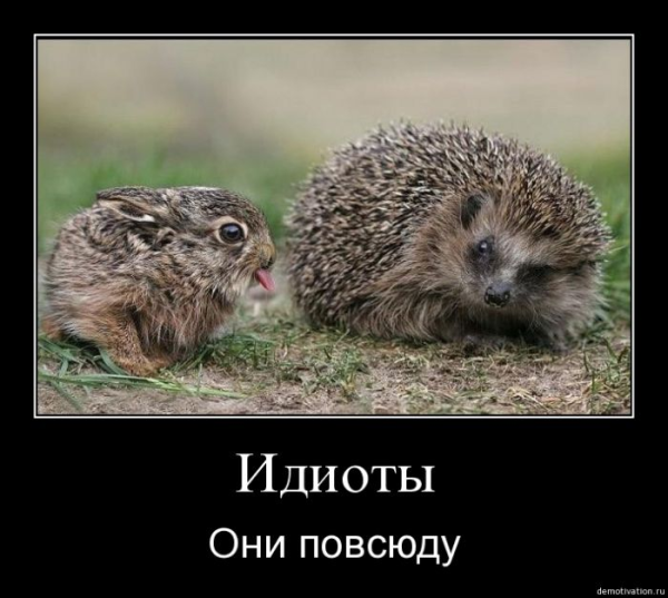 Ежи демотиваторы