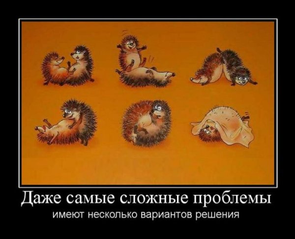 Еж демотиватор