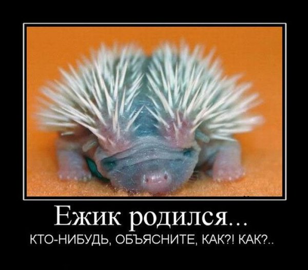 Ежик юмор