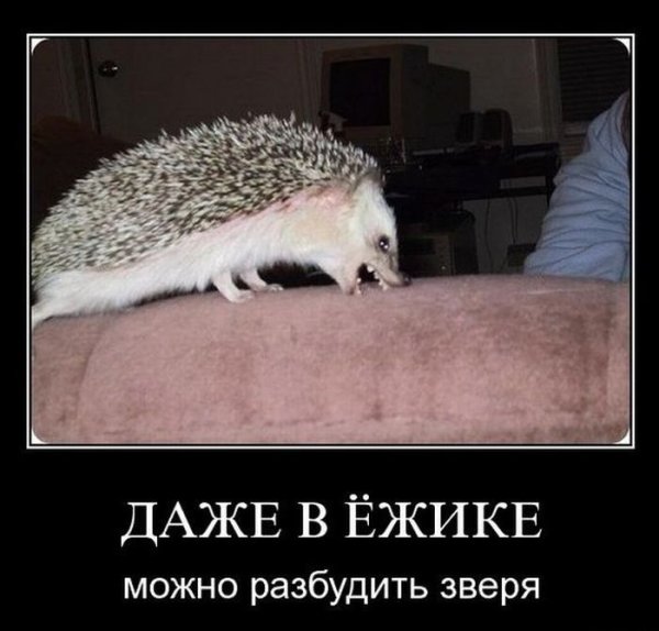 Приколы про ежей