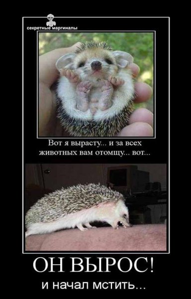 Приколы про ежей