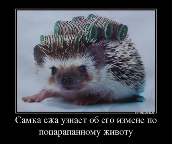 Ежик прикол