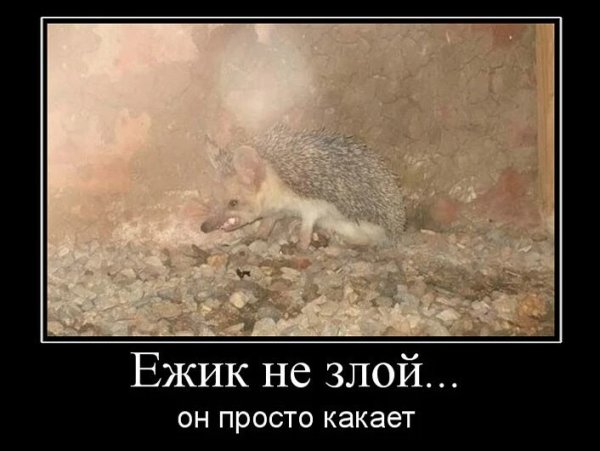 Ежик какает