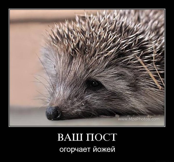 Приколы про ежей