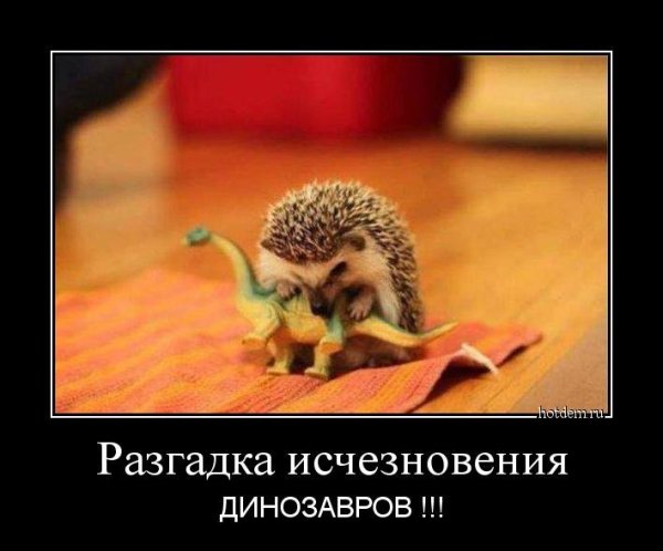 Демотиваторы с ежиками