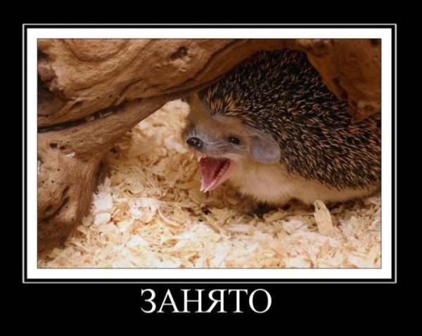 Депрессивный Ежик