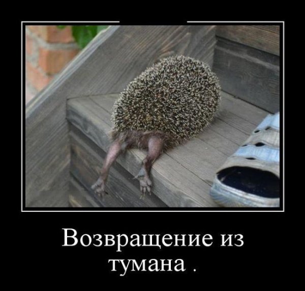 Ежик на работе приколы