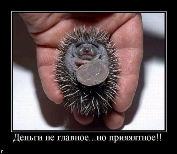 Еж демотиватор