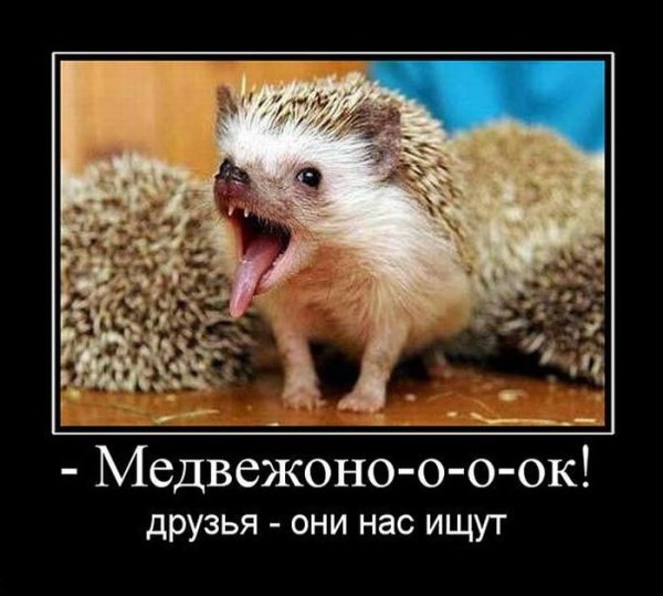 Демотиваторы с ежиками