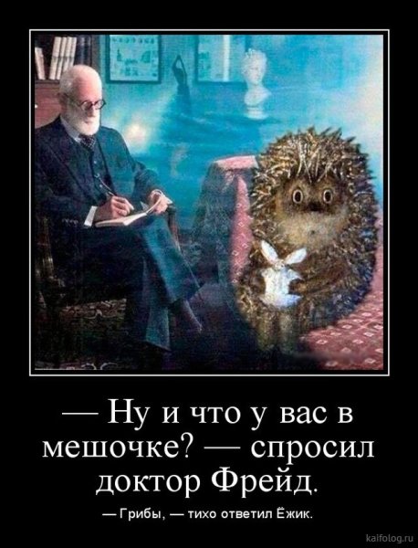 Демотиваторы с ежиками