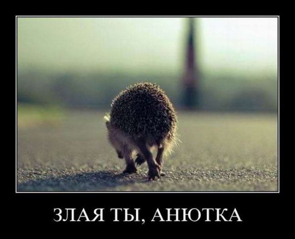 Ежик обиделся
