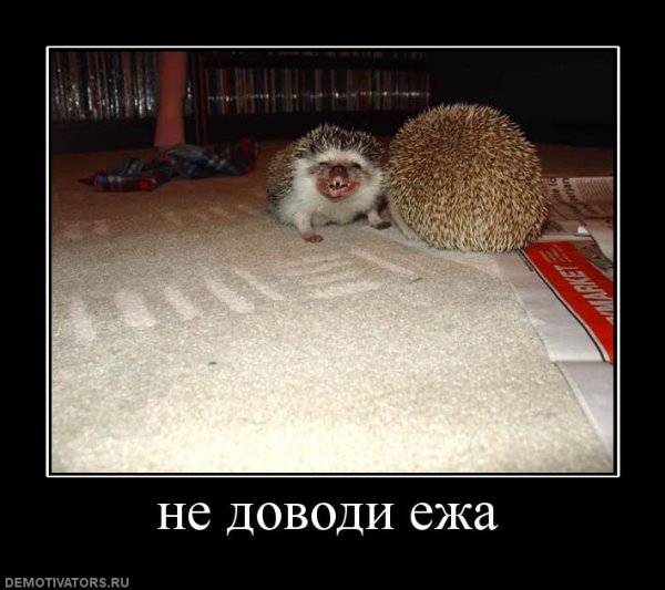 Ежа смешной
