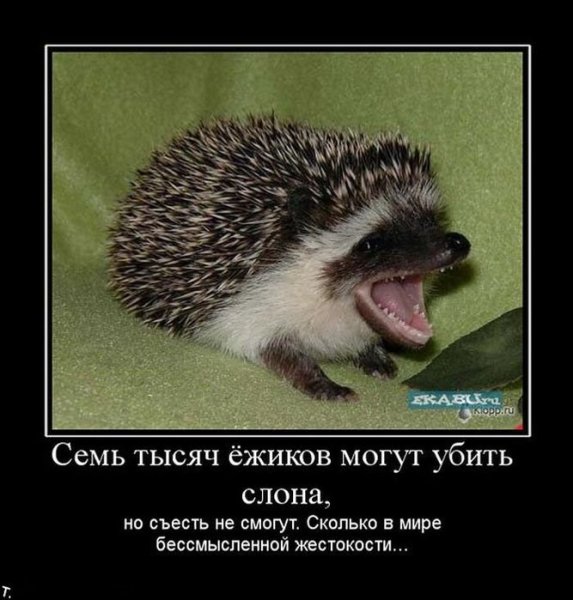 Шутки про ежей