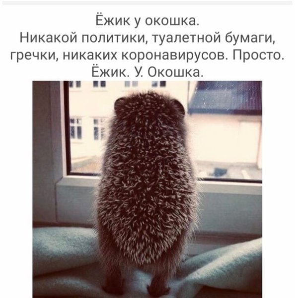 Еж демотиватор