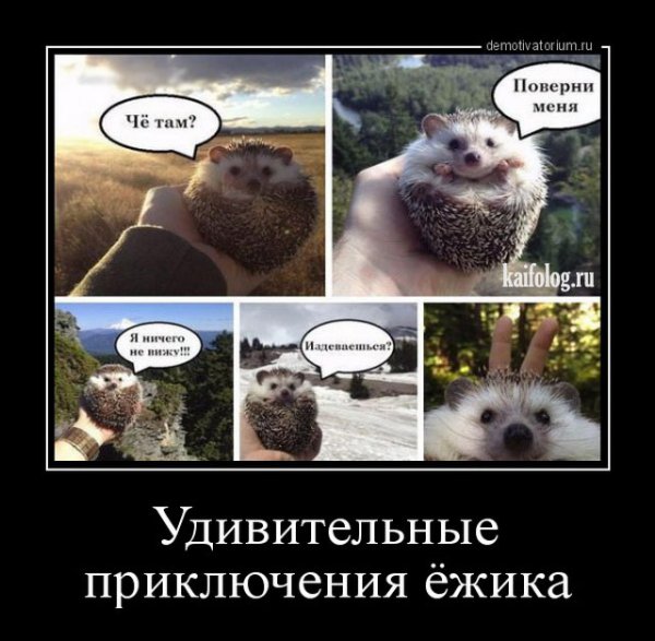 Демотиваторы с ежиками