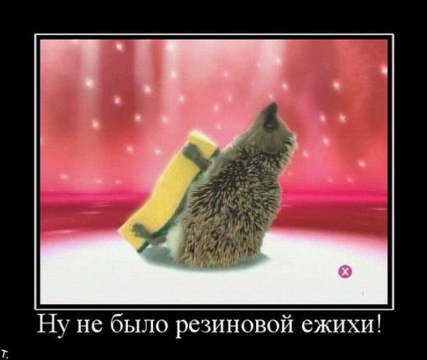 Ежик прикол