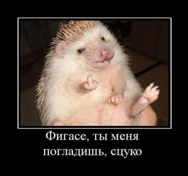 Ежики юмор демотиваторы