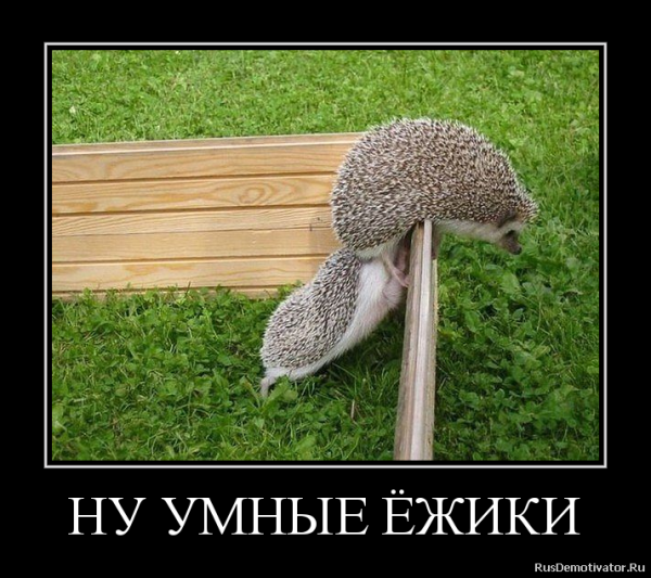 Ежик мотиваторы
