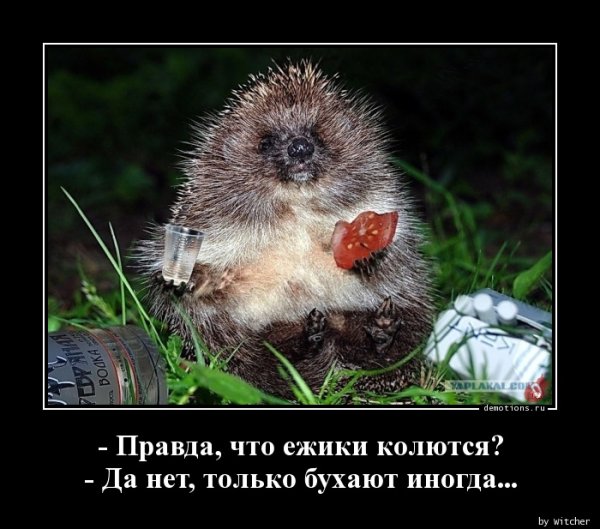 Приколы про ежей