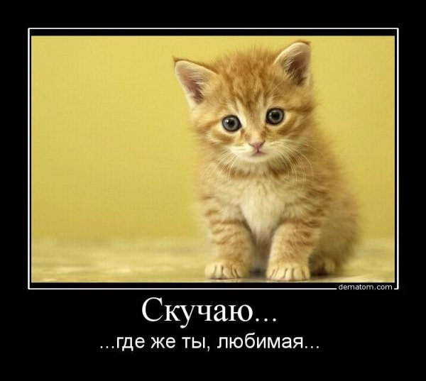 Соскучился демотиватор