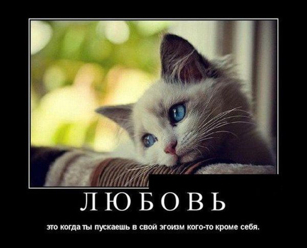 Коты лучше людей