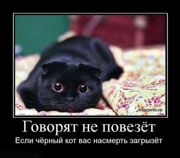 Черный кот демотиватор