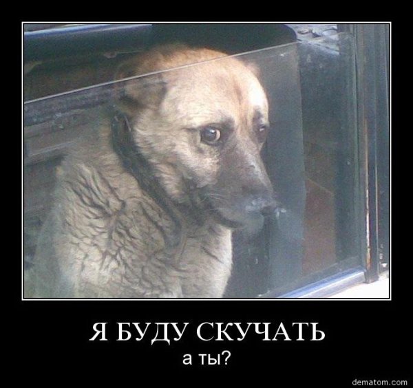 Собака уебака