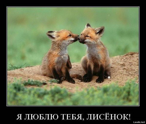 Люблю тебя Лисенок