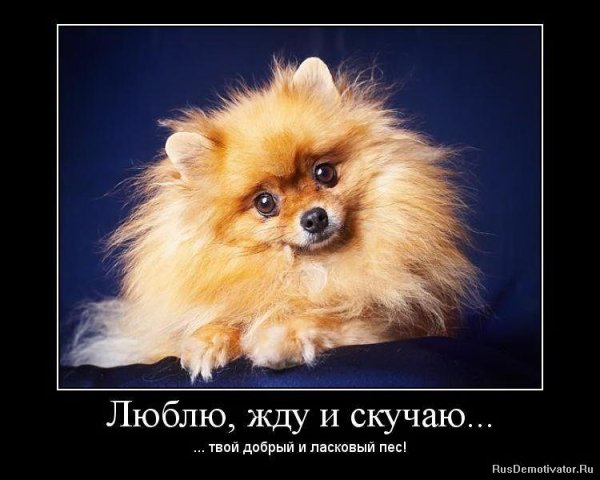 Шпиц демотиватор