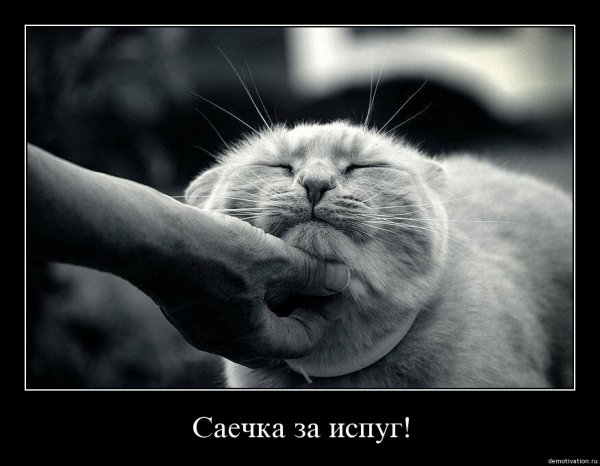 Погладь котика