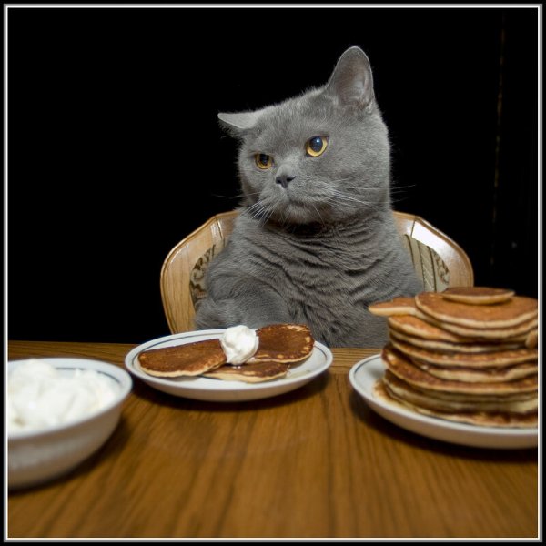 Коты и блины