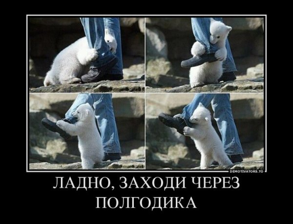Мишка демотиватор