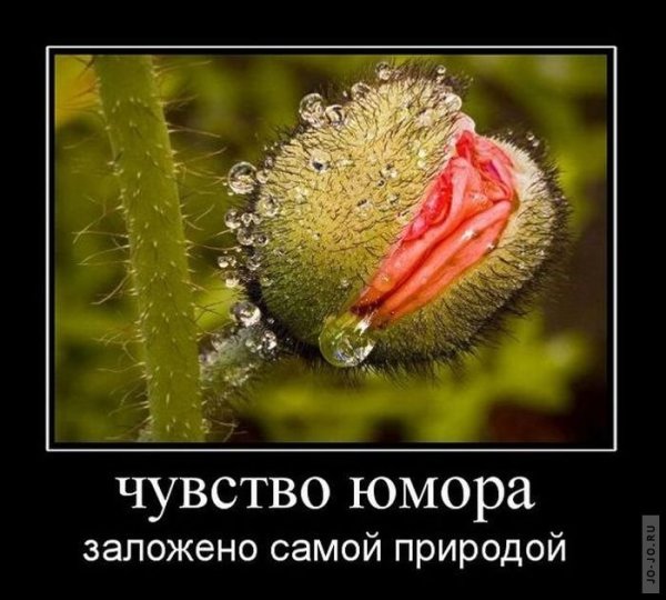 Демотиваторы про чувство юмора
